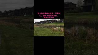 Tsawwassen Springs  好消息 高尔夫⚽️场 住家公园 [upl. by Kcirb]