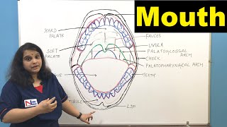 Mouth  Oral Cavity  Buccal Cavity  Digestive System  GI tract  Nursing Lecture [upl. by Ocko]