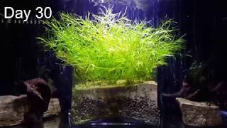 Easiest NO CO2 Aquarium Plant for Beginners After 30 days growth [upl. by Flanagan]