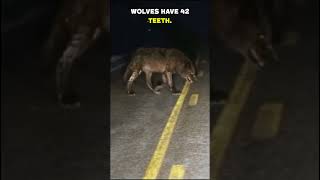 Unbelievable Massive Wolves in the Woods scary creepy facts [upl. by Ttessil119]