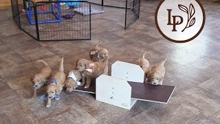 Meet Dixies F1 Standard English Goldendoodle Puppies [upl. by Zashin735]