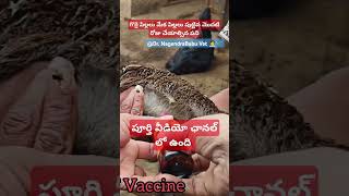 గొర్రె పిల్లలుమేక పిల్లలు పుట్టిన మొదటి రోజు చేయాల్సినముఖ్యమైన పనిyoutubeshortssheep goat lamb [upl. by Llerret]