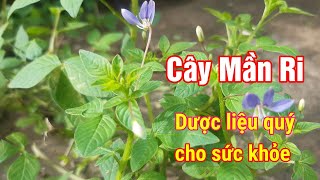 Cây Mần Ri một loại thuốc quý cho sức khoẻ mà ít người biết Mần ri hoa tím Hằng Lê HG85 [upl. by Ysac]