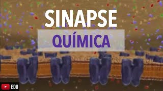 Sinapse QuiÌmica AnimacÌ§aÌƒo  Anatomia e etc [upl. by Constance71]