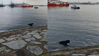 BLACK GIANT DOG SPOTTED HEREoceandogplacevlogdayvloglifetoday [upl. by Atreb393]