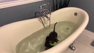 Crusoe the Dachshund Takes a Bath Facebook Live Video [upl. by Gilles578]