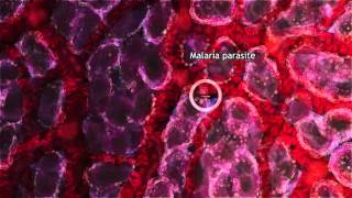 Malaria Lifecycle Part 1 Human Host 2016 [upl. by Namrac82]