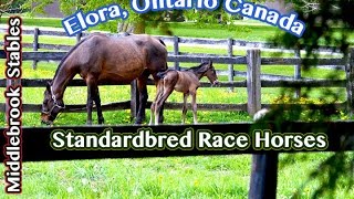 Middlebrook Stables Standardbred Race Horses Elora Ontario Canada  Travel Food Drink [upl. by Lunetta609]