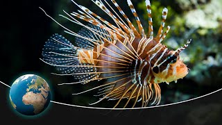 Lionfish  New Pirates of the Caribbean [upl. by Netsirhk]