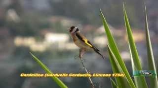 Cardellino Canta HD [upl. by Amalee957]