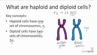 Haploid vs Diploid Cell for beginners  Difference between Haploid and Diploid Cell [upl. by Hsina]