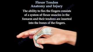 Flexor Tendon Anatomy And Injury  Everything You Need To Know  Dr Nabil Ebraheim [upl. by Angela32]