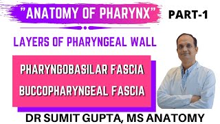 PHARYNX  LAYERS  PHARYNGOBASILAR FASCIA  BUCCOPHARYNGEAL FASCIA  ANATOMY [upl. by Cleopatre]