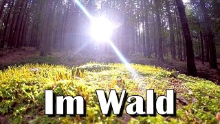 NaturVLog 34 Im Wald  Hohemark Oberursel  Taunus [upl. by Bernat918]