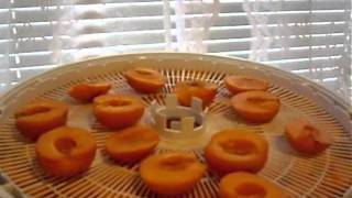 How to make dehydrated apricots  dried apricots [upl. by Fong]