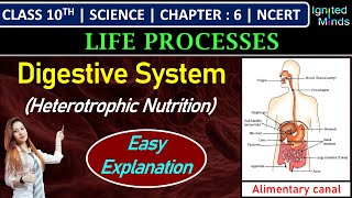 Class 10th Science  Digestive System Heterotrophic Nutrition  Alimentary canal  Chapter 6 [upl. by Ykcor852]