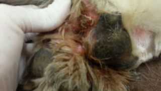 Dog with Maggot Infested Paw [upl. by Charyl]