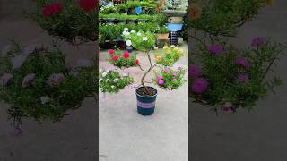 Multi colour flower🌺 plants idea💡केसा लगा मुजे बताना  shorts gardening [upl. by Deane]