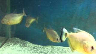 Serrasalmus Maculatus quotgold piranhaquot [upl. by Godbeare]