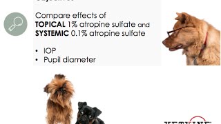 Atropine Use and its Effect in the Canine Eye [upl. by Ymme952]