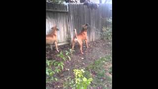 Boerboels gone wild [upl. by Hujsak568]