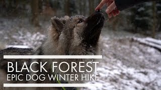 Black Forest winter hiking with Eurasier dog [upl. by Astra]