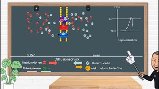 Das Aktionspotential  Erklärung und Anwendungsbeispiele in Klausuren Neurobiologie Oberstufe [upl. by Odrareg729]