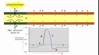 zenuwstelsel  hyperpolarisatie [upl. by Keating]