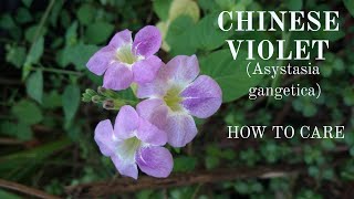 Chinese Violet Asystasia GangeticaCoromandelCreeping Foxglove  Pest Control and Care [upl. by Enomys]