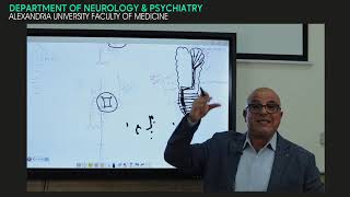 Localization in neurology English version  Prof Dr Ismail Ramadan [upl. by Thurnau]