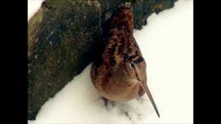 Une bécasse des bois dans mon jardin à Romsée Liège Belgique  Uma galinhola  A woodcock [upl. by Emelita]