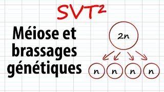 Méiose et brassages génétiques SVT²révisions BAC [upl. by Bab]