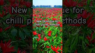 New technique for chilli plants methods chilligrowth agriculture chilliplants chilli seeds [upl. by Aihselat881]