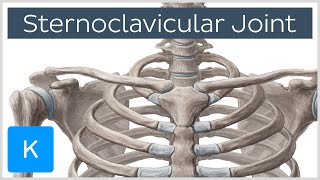 Sternoclavicular Joint  Location amp Movements  Human Anatomy  Kenhub [upl. by Rus525]