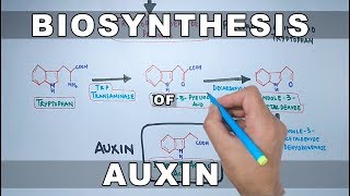 Biosynthesis of Auxin [upl. by Cyril217]