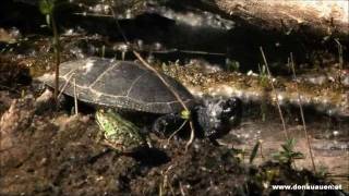 Europäische Sumpfschildkröte im Nationalpark DonauAuen  Emys orbicularis [upl. by Kassandra]