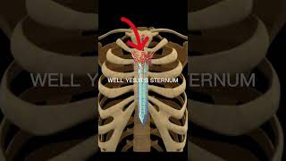 Sternum ‎Anatomy Animation  Parts  Location  Attachments [upl. by Ludly580]