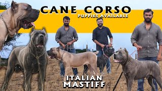 Cane Corso Mastiff Dog Breed  Puppies Available  Italian Mastiff  Rare and Exotic [upl. by Irtemed]