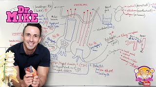 Hypothalamic Pituitary Hormones [upl. by Zeb]