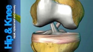 The Anterior Cruciate Ligament What is it amp what does it do [upl. by Kandy516]