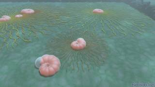 Benthic foraminifera simulation 1500x faster than realtime [upl. by Einhpets203]