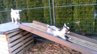 Goats Playing on Slides [upl. by Neeruan]