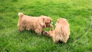 Norfolk Terriers [upl. by Haelam]