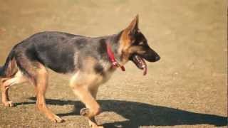 German Shepherd Runs Like a Champ  The Daily Puppy [upl. by Eisaj]