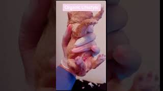 Cockapoo Pups If you like this video like and subscribe to our channel breeder cockapoos puppy [upl. by Leunammi]