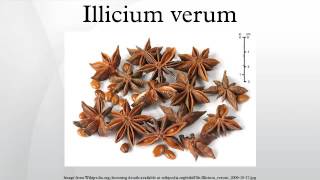 Illicium verum [upl. by Raynah305]