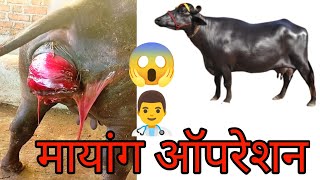 प्रेग्नेंट मशी मध्ये मायंग सेट करतांना  Uterine prolapse  farmershetkari07 [upl. by Ortrud]