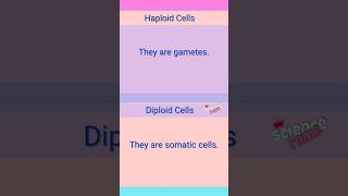 Overview of Meiosis [upl. by Entirb545]