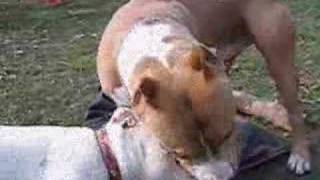 The Most Brutal PitBull Fight Ever SEEN on YOU TUBE [upl. by Longan569]