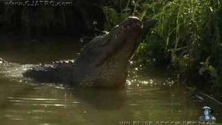 American Alligator Bellowing 01 [upl. by Introc]